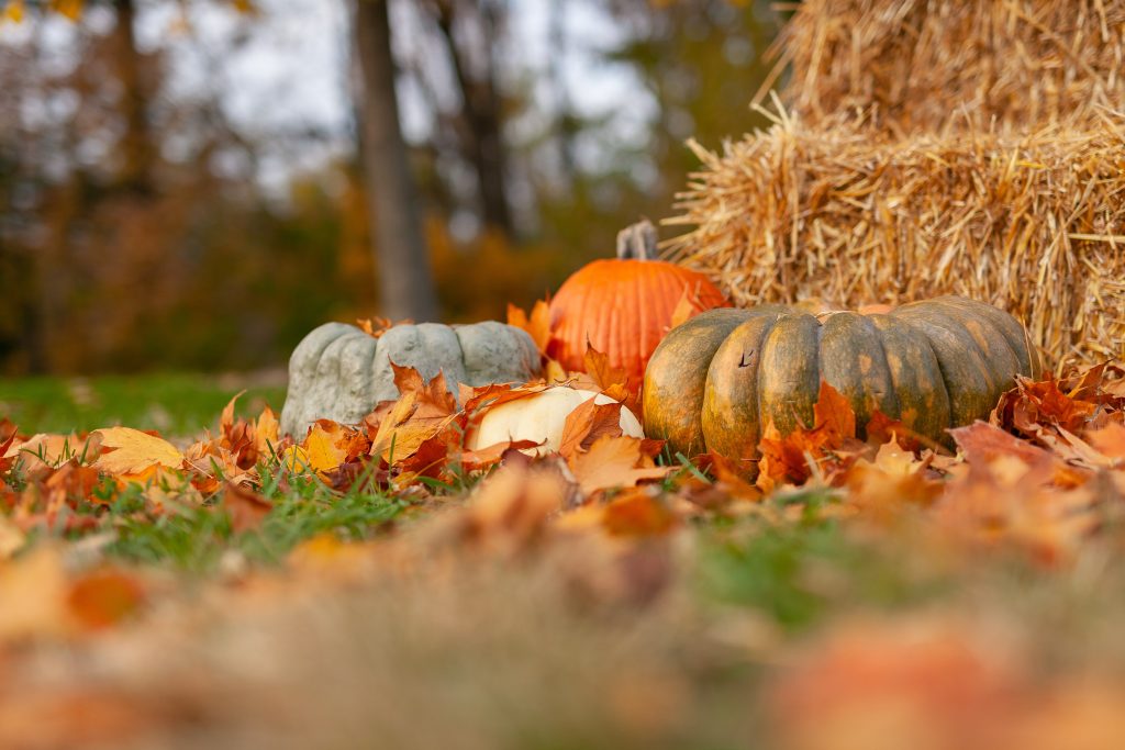 green, orange, and white pumpkins sitting in leaves outside in front of hay bales